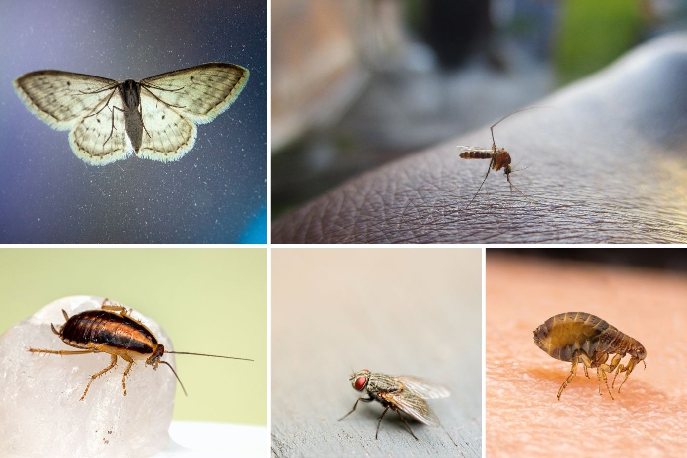 Ongedierte in de lente: welke beestjes mag je verwachten? En hoe bestrijd je ze?